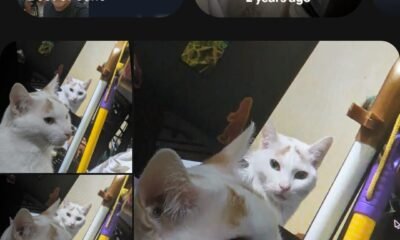 Google Photos Android floating navigation bar
