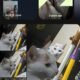 Google Photos Android floating navigation bar